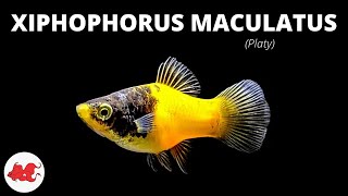 Platy  Xiphophorus maculatus ✔ [upl. by Cornia]