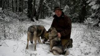 Swedish Elkhound Aina Norwegian Elkhound Kai [upl. by Neiv]