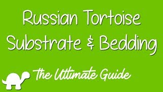 Russian Tortoise Substrate amp Bedding  Ultimate Guide [upl. by Naresh694]