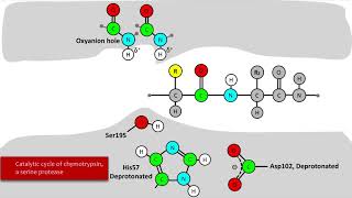 Serine Protease Mechanism [upl. by Evadne]