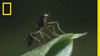 BodySnatching Wasp Larvae Eat Aphids Alive  National Georgraphic [upl. by Fitton]