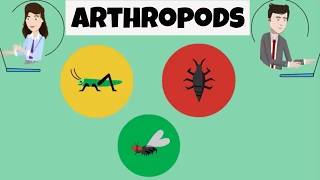 Characteristics of Arthropods [upl. by Karlis]