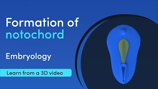 Notochord Formation  Best 3D Medical learning App  MediMagic [upl. by Manard]