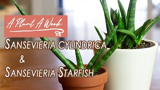 Sansevieria cylindrica amp Sansevieria Starfish Care  A Plant A Week [upl. by Gregorius]