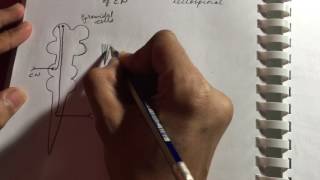 Pyramidal and Extrapyramidal Tracts  Neurology  Quick overview  USMLE STEP 1 [upl. by Wycoff]