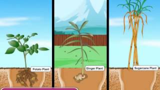 Parts of a Plant  The Stem [upl. by Northrop]