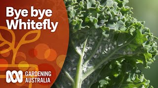 Control whitefly with this threepronged attack  Pest and disease control  Gardening Australia [upl. by Jacobine456]