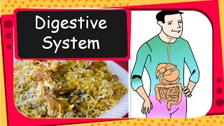 Science  How human digestive system works  English [upl. by Ahsinit]