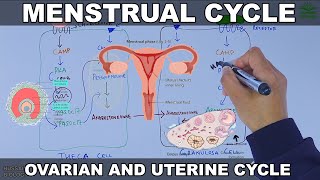 Menstrual Cycle  Ovarian and Uterine Cycle [upl. by Llerat]