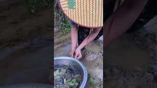 泥地里抓泥鳅喽Catching loaches in the mud 户外捕鱼 户外捕鱼 fishing fish 農村生活 农村生活 outdoors satisfying [upl. by Horn]