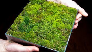 Making a Moss Garden from Scratch Satisfying amp Relaxing [upl. by Ylimme]