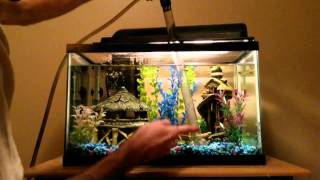 Performing A Freshwater Tank Water Change [upl. by Suidualc2]