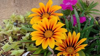 How to take care of GazaniaAfrican Daisy in English [upl. by Nirhtak]