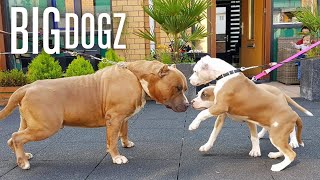 Our Giant Pitbull Family  BIG DOGZ [upl. by Kennedy]