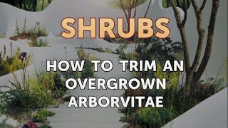 How to Trim an Overgrown Arborvitae [upl. by Nnairb]