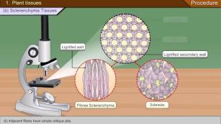 To identify parenchyma and sclerenchyma tissues in plants [upl. by Fenn]