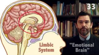 The Triune Brain in 60 seconds [upl. by Adnilra]