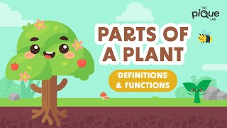 Parts Of A Plant Definitions amp Functions  Primary School Science Animation [upl. by Backer]