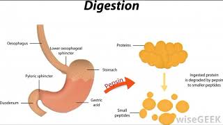 What is Protease [upl. by Kcirdot]