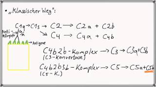 Biochemie 7  Immunsystem Teil 31 Komplementsystem I [upl. by Eelac477]