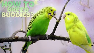 Budgie Breeding  Everything You need to know [upl. by Kiona]