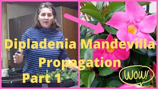 Part 1 How to Propagate  Propagating Taking Cuttings From Dipladenia Mandevilla Vine [upl. by Davison]