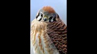 American Kestrels in Falconry [upl. by Faus]