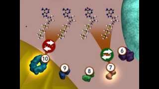 Glycolysis An Overview [upl. by Eerolam]