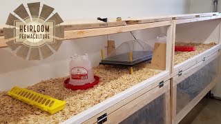 Building a custom brooder  Chickens and Quail  Heirloom Permaculture [upl. by Nahs125]