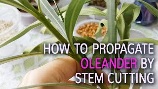 How To Propagate Oleander By Stem Cutting [upl. by Air]