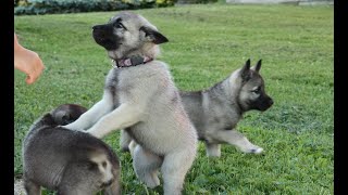 Cute Norwegian Elkhound puppies [upl. by Heiner490]