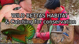 Catching Wild Bettas in THAILAND for breeding conservation Betta smaragdina natural habitat [upl. by Yrag]