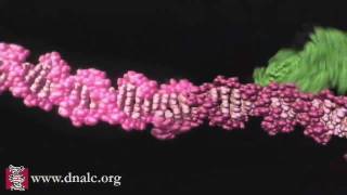 Mechanism of Recombination [upl. by Malkin]