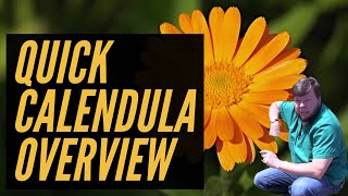 Calendula  2 Minute Overview [upl. by Kling]