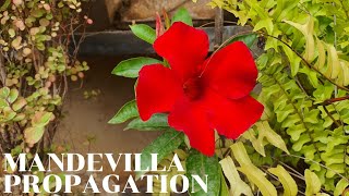 Propagate Mandevilla or Dipladenia from Stem Cuttings [upl. by Sutsugua10]