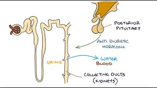 Understanding Hyponatraemia [upl. by Derwin]