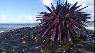 Oursin de mer vivant  Sea urchin alive [upl. by Eahsel37]