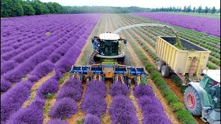 Lavender Harvest amp Oil Distillation  Valensole  Provence  France 🇫🇷 large and small scale [upl. by Zil]