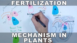 Fertilization Mechanism in Plants [upl. by Nyltak]