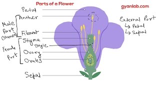 Parts of a Flower [upl. by Nadnarb]