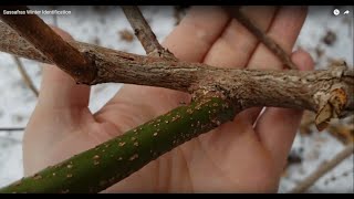 How to Identify Sassafras in the Winter [upl. by Rj85]