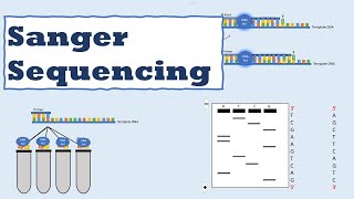 Sanger sequencing [upl. by Shurwood]