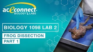 Biology Lab  Frog Dissection  Part 1 [upl. by Ennoira]