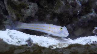 Diamond Watchman Goby Sifting Sand [upl. by Arised]