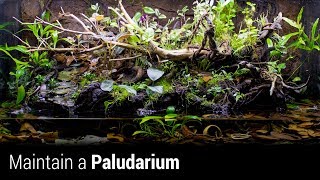 How to Maintain an Awesome Paludarium [upl. by Frum988]