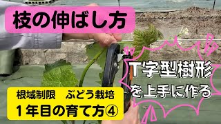 葡萄の育て方【一年目の上手な育て方④2021年】植付から1年間で樹形を完成させるためのノウハウを分かり易く解説。シャインマスカット・ナガノパープル、他品種応用可能 [upl. by Landre]