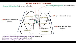 Drenaje linfático pulmonar [upl. by Enilemme]