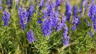 Benefits Of Hyssop [upl. by Tnert]