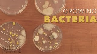 Growing Bacteria  Sick Science 210 [upl. by Maxentia]