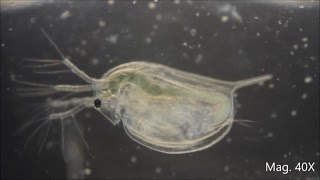 Daphnia magna under the Microscope [upl. by German]